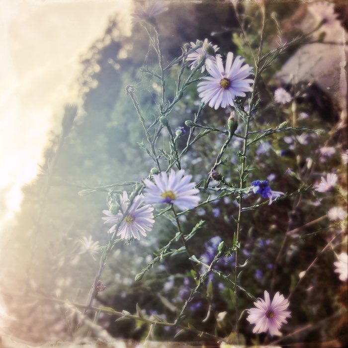 Photograph by @RobinD, shot with Anne-Marie + Mount Royal