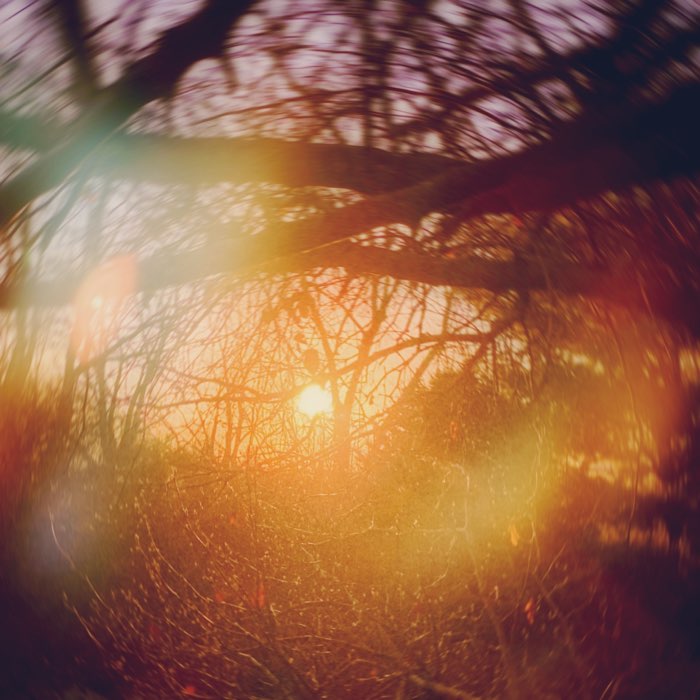 Photograph by @CarrieInBokeh, shot with Ranger 66 + Abbot K20 + Apollo