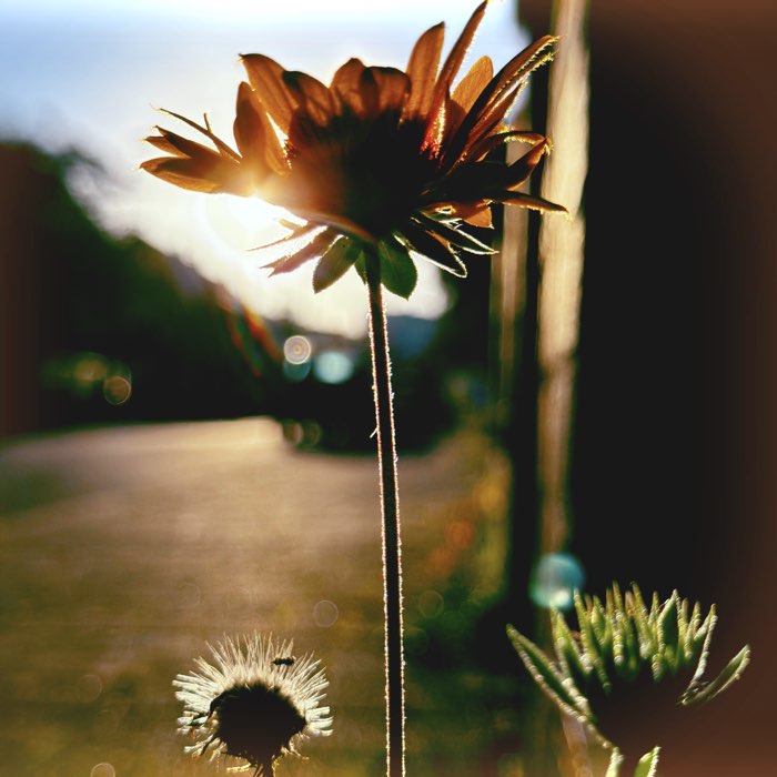 Photograph by @ChriScha, shot with Bodhi SW + Bells 90