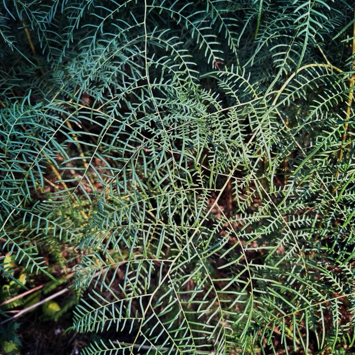 Photograph by @SueDallman, shot with Markus NSW + Jolly Rainbo 2X + Rijks