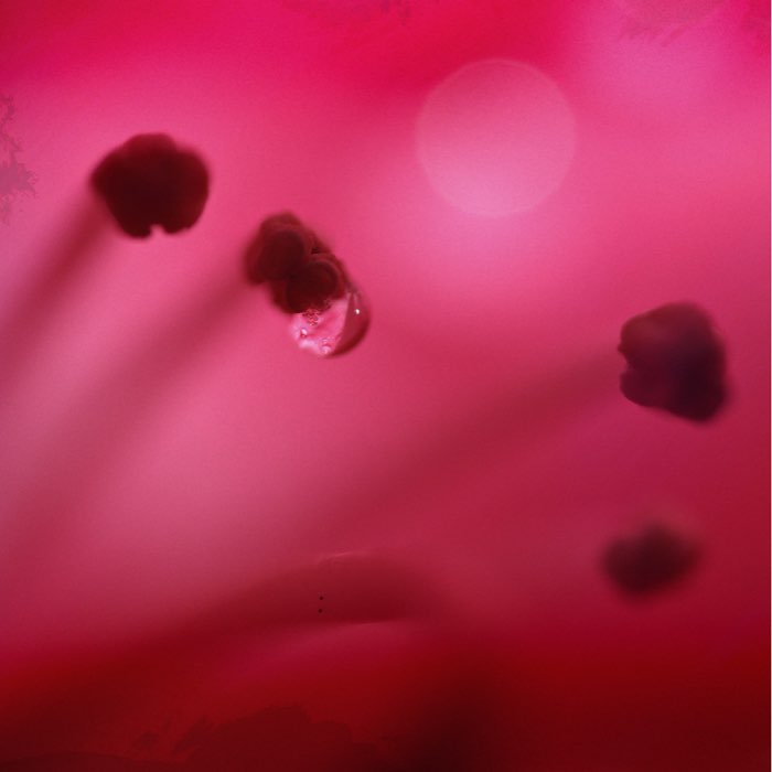 Photograph by @BrandiLokey, shot with Chao-Tang + Yuanzi 12 + Wanli UFO