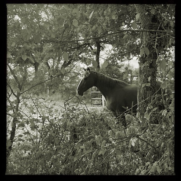 Photograph by @Anne2165, shot with Lucifer VI + Claunch 72