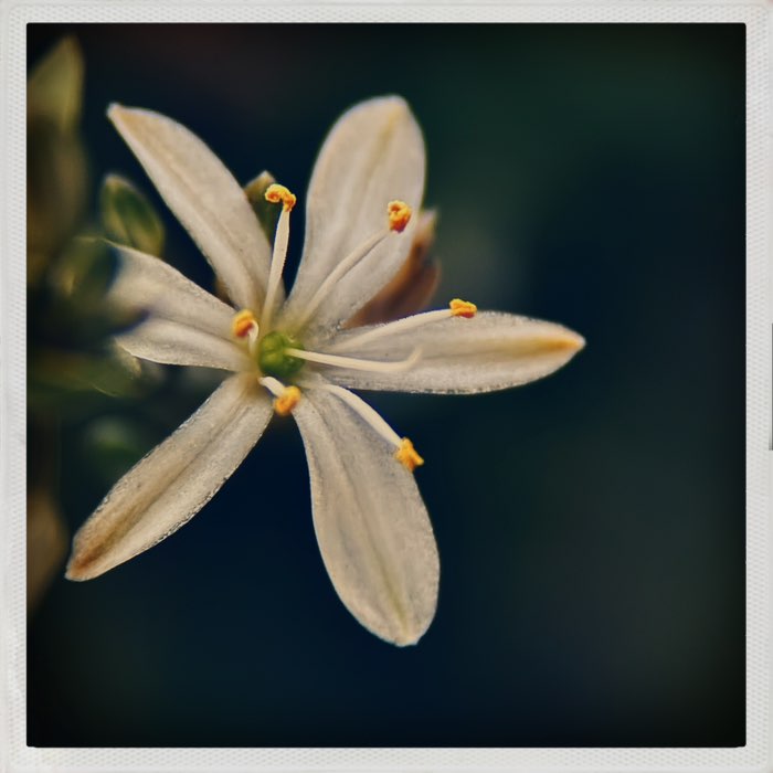 Photograph by @Gabtosh, shot with Tejas + Apollo + Cheshire