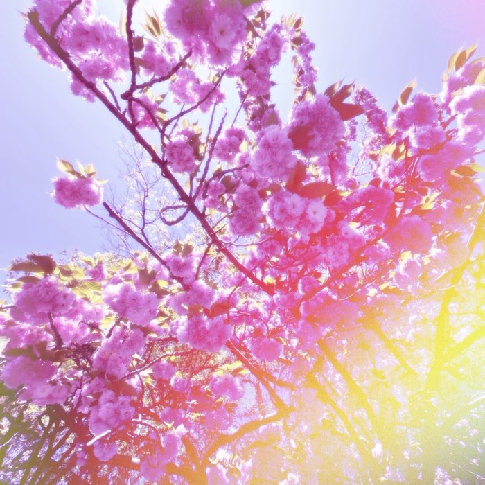 Photograph by @Julee, shot with Charles A + Cherry Shine + Sun 55