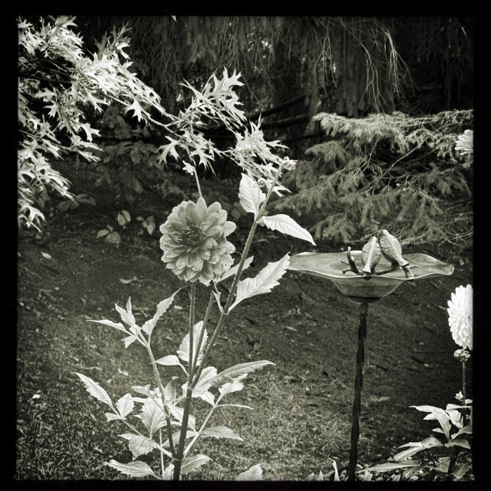 Photograph by @SueDallman, shot with Lucifer VI + Claunch 72
