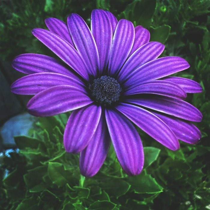 Photograph by @Gabtosh, shot with Lowy + Jolly Rainbo 2X + Telegraph
