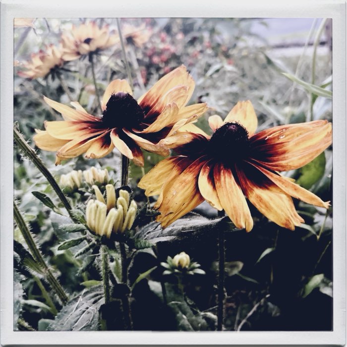 Photograph by @JBnotes, shot with Gje Gje + Abbot K20