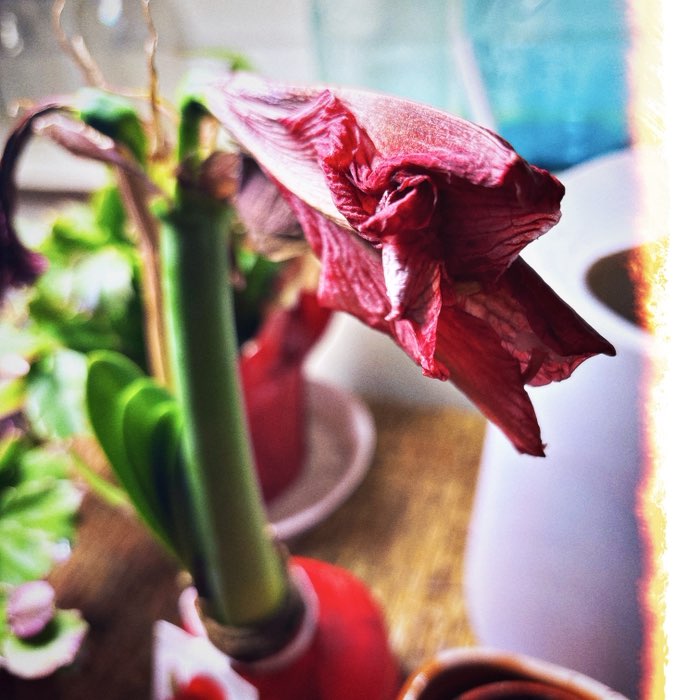 Photograph by @NonnaLarrai0093, shot with Loftus + Poncey 96