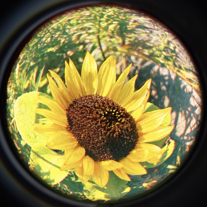 Photograph by @eliza, shot with Fynn 8mm + Porthole SN92