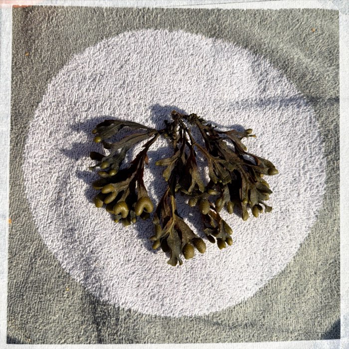 Photograph by @rose75paris, shot with Henri + Guinguette 89