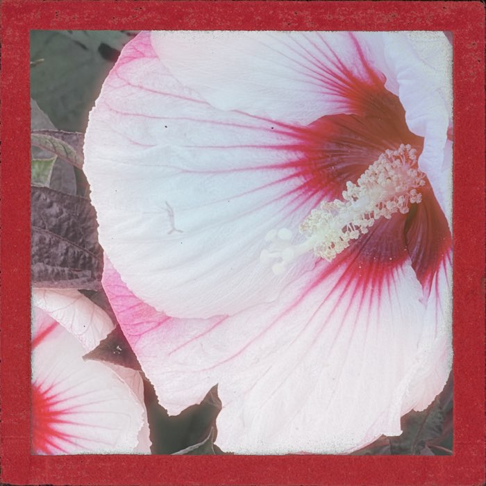 Photograph by @Stephen2050, shot with Komorebi + Tsundoku 1902 + Sabor