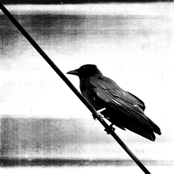 Photograph by @marcella, shot with Carlson C + Laser BW