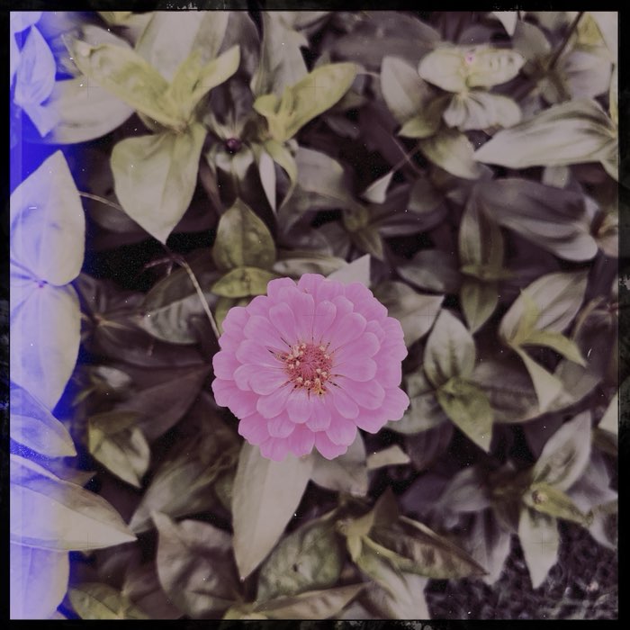 Photograph by @laveau, shot with Savannah + Eagle 69 + Purple Raindrops Gel