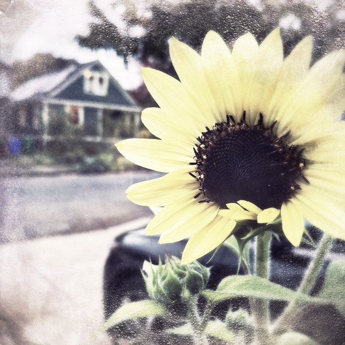 Photograph by @Tanja7961, shot with Frosty + Blanko BL4