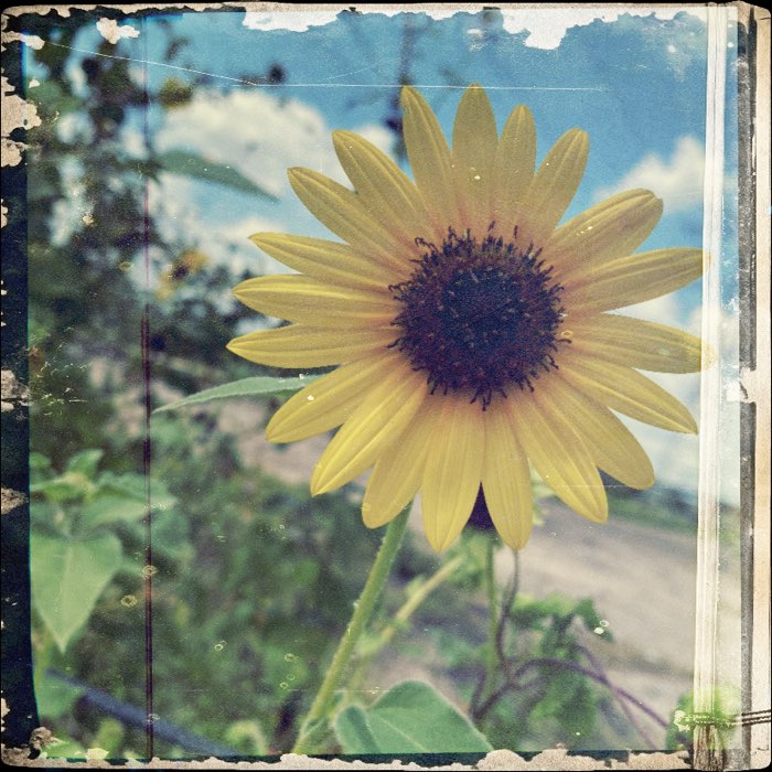 Photograph by @AmateurMistakes, shot with Idriss L + Sultan 1912