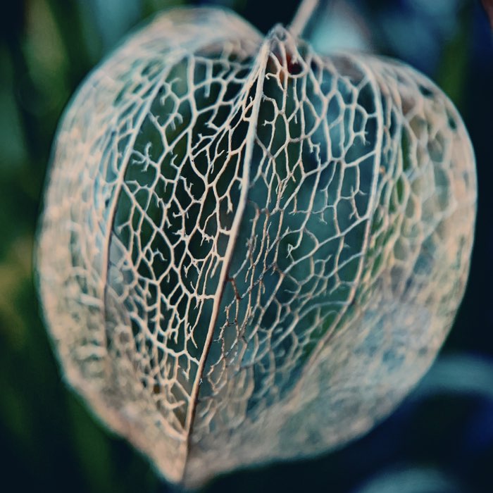 Photograph by @Rafael, shot with Hekla + Apollo + Djamma