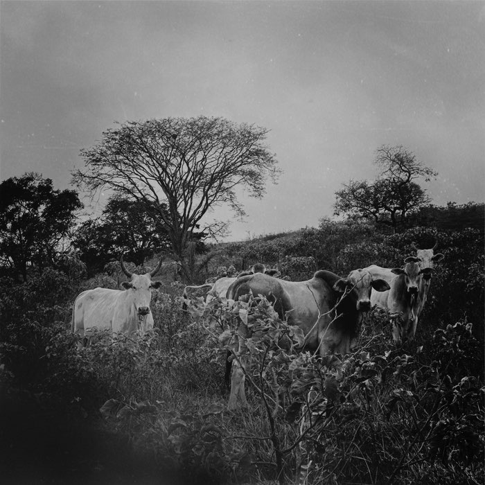 Photograph by @coacci, shot with Chivas + Burst Light VI + Rock BW-11