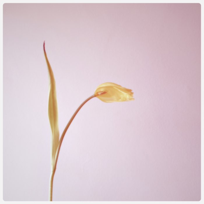 Photograph by @sunflowerof21, shot with Charles A + RedEye Gel + Singa 65