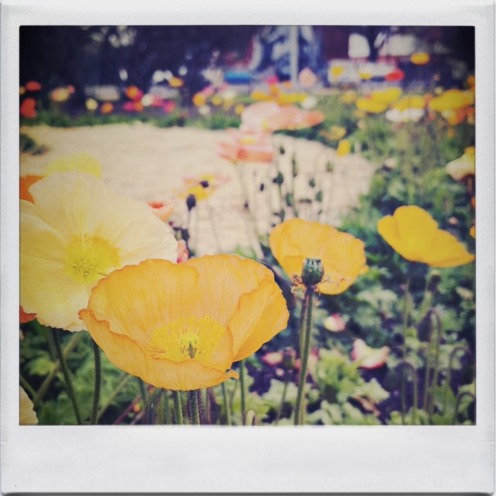 Photograph by @RatioS, shot with Abbot K30 + Helga Viking