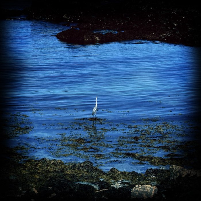 Photograph by @DaveStankowicz, shot with Raggiana + Brewster 1817 + Jolly Rainbo 2X