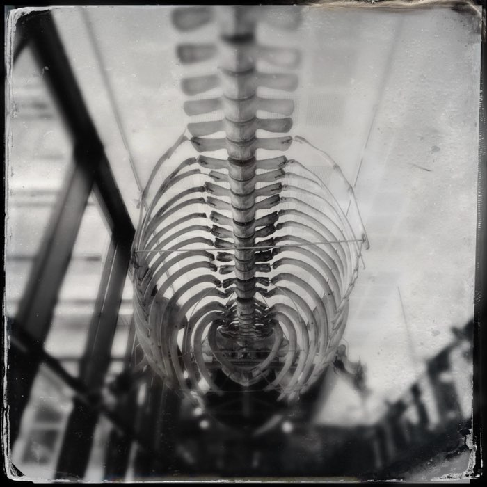 Photograph by @DeeNicholas, shot with Tinto 1884 + D-Type Plate