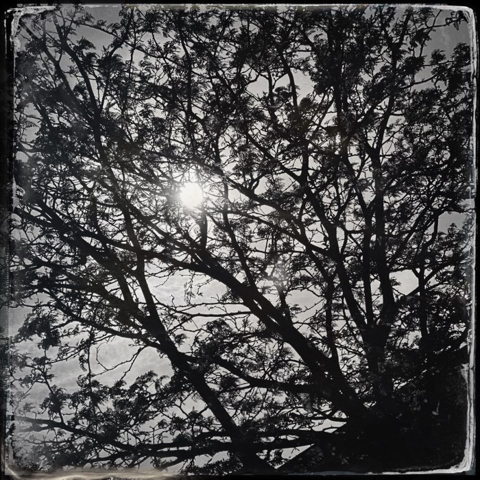Photograph by @Marcelle6995, shot with YUЯI 61 + Jolly Rainbo 2X + D-Type Plate