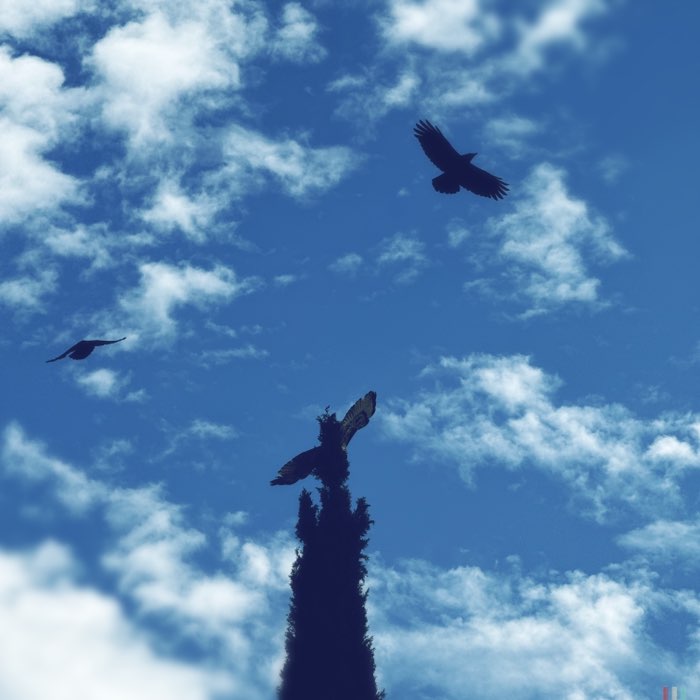 Photograph by @jesse_schoem, shot with Americana + Blanko Freedom13