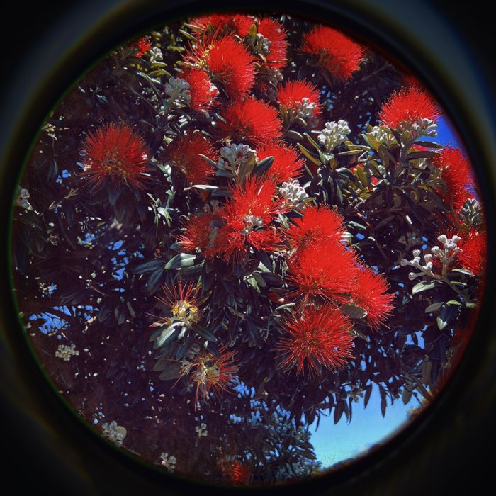 Photograph by @ShelleyKennedy, shot with Mary Lou 22 + Jolly Rainbo 2X + Porthole SN92