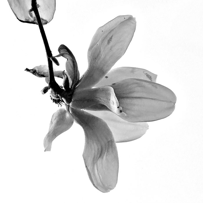 Photograph by @Erik, shot with Hornbecker + Uchitel 20