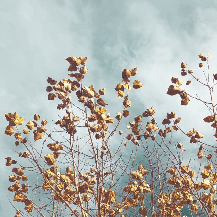 Photograph by @AlexHot, shot with Bruno + Standard + Saloon 1867