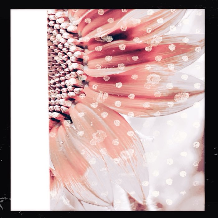 Photograph by @bindibirthmark, shot with Hema + Caballito 76 + Bexar 23