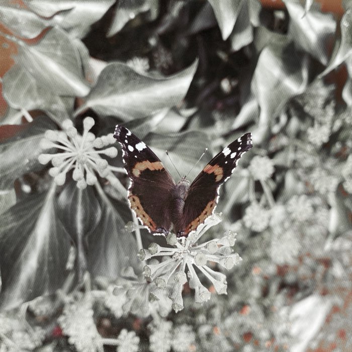 Photograph by @junico, shot with Chunky + A-Type Plate + Standard