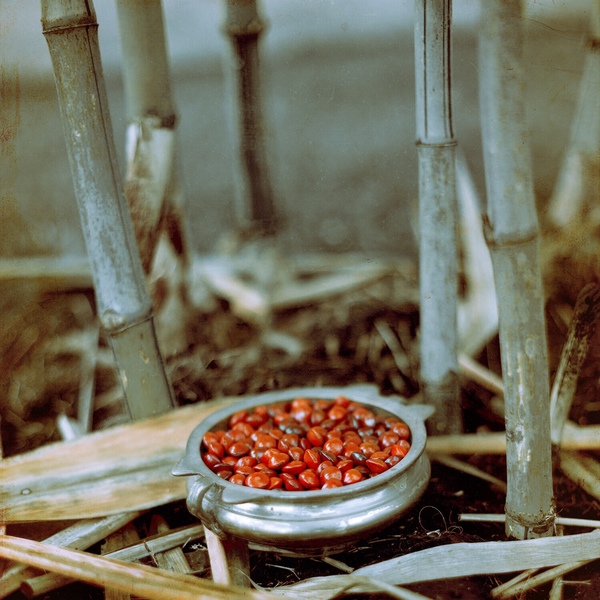A photograph shot with the Goa combo