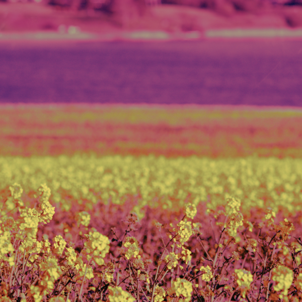A photograph shot with the Versailles combo
